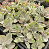 [PACK of 10 PLANTS] x Echeveria Decora