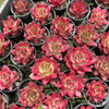 [PACK of 10 PLANTS] x Echeveria Agavoides 'Concord'