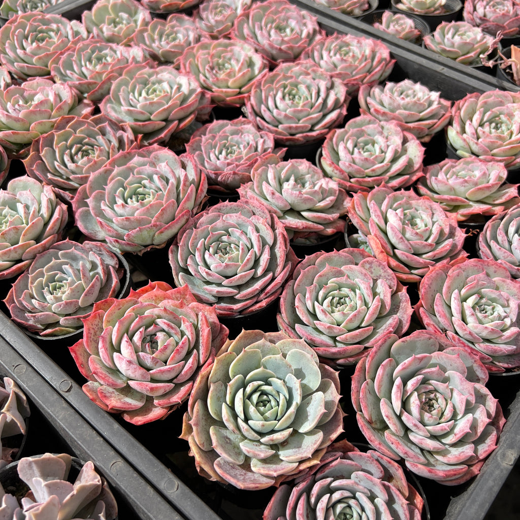 [PACK of 10 PLANTS] x Echeveria 'Lovely Bear' | Korea Form