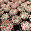 [PACK of 10 PLANTS] x Echeveria 'Rosita' (KRF)