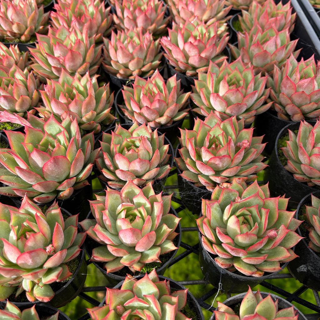 Echeveria 'Captain Rose'