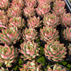 Echeveria 'Captain Rose'