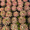 Echeveria 'Captain Rose'