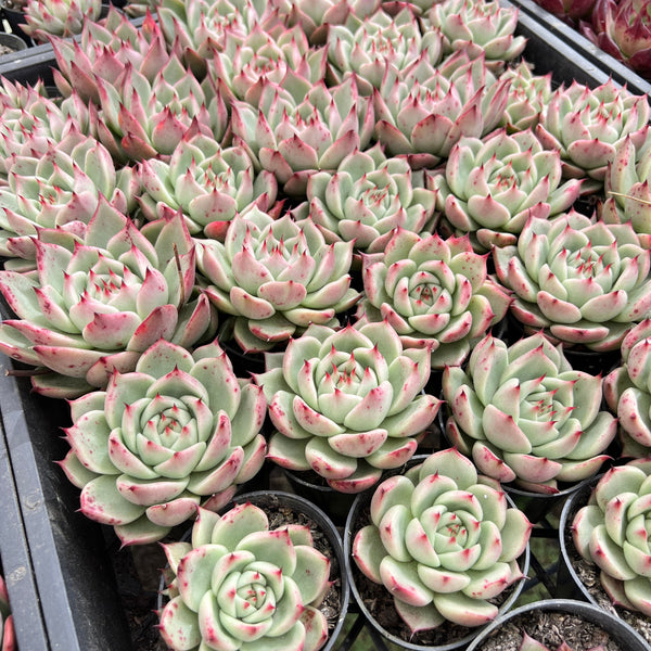 [WHOLESALE] PACK of 10 PLANTS x Echeveria 'Lovely Q'