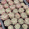 [WHOLESALE] PACK of 10 PLANTS x Echeveria 'Lovely Q'