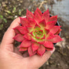 [PACK of 10 PLANTS] x Echeveria 'Party Queen' (KRF)