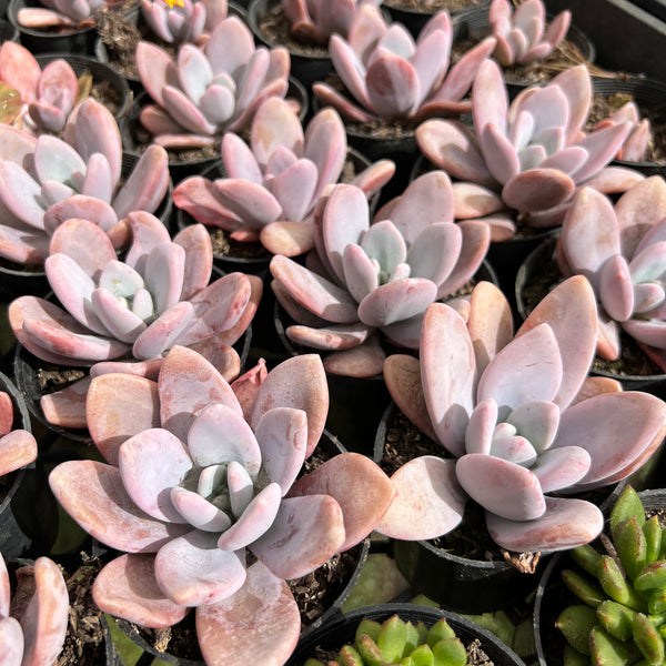 [PACK of 10 PLANTS] x Graptoveria 'Snow Peach'