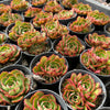 [PACK of 10 PLANTS] x Echeveria 'Yin Lisa'