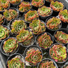 [PACK of 10 PLANTS] x Echeveria 'Yin Lisa'