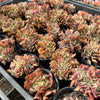 [PACK of 10 PLANTS] x Echeveria 'Dark Vader' CREST