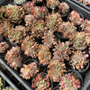 [PACK of 10 PLANTS] x Echeveria 'Dark Vader' CREST