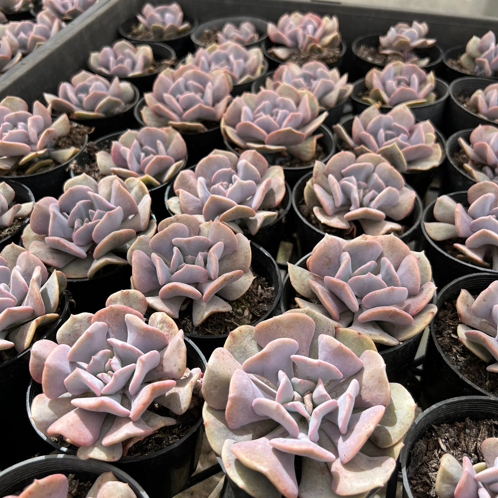 [PACK of 10 PLANTS] x Echeveria 'Cubic Frost'