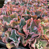 [PACK of 10 PLANTS] x Echeveria 'Etna' (YOUNG PLANT - NO BUMP)