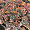 [PACK of 10 PLANTS] x Echeveria 'Etna' (YOUNG PLANT - NO BUMP)