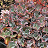 [PACK of 10 PLANTS] x Echeveria 'Etna' (YOUNG PLANT - NO BUMP)