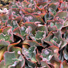 [PACK of 10 PLANTS] x Echeveria 'Etna' (YOUNG PLANT - NO BUMP)