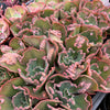 [PACK of 10 PLANTS] x Echeveria 'Bump'