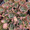 [PACK of 10 PLANTS] x Echeveria 'Bump'