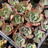 [PACK of 10 PLANTS] x Echeveria 'Bump'