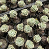 [WHOLESALE] PACK of 10 PLANTS x Graptoveria 'Lovely Rose'