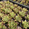 [PACK of 10 PLANTS] x Echeveria agavoides 'Ebony'