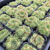 [WHOLESALE] PACK of 10 PLANTS x Sempervivum 'Atlanticum' (CLUSTER)