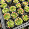 [PACK of 10 PLANTS] x Jovibarba globifera subsp. hirta var. pressiona (w/pups)