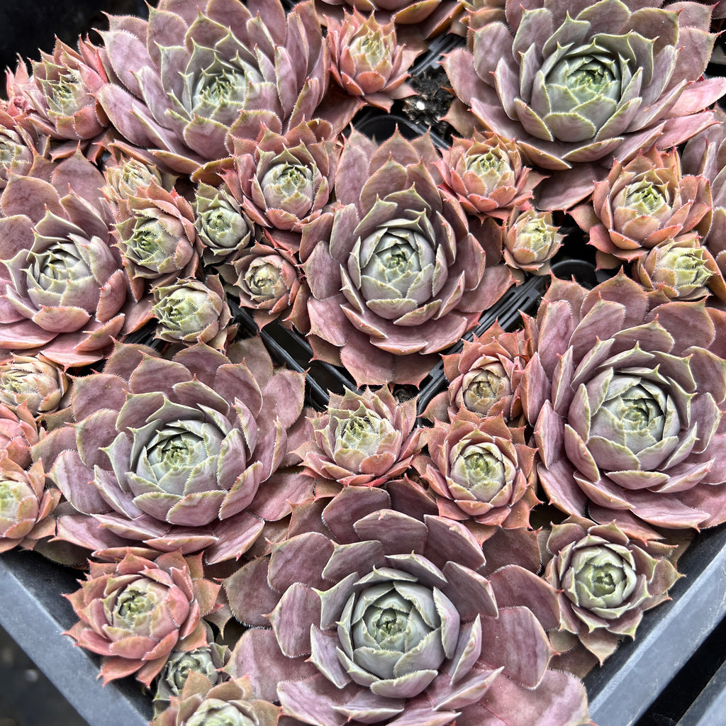 [PACK of 10 PLANTS] x Sempervivum 'Collage' (w/pup)