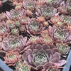 [WHOLESALE] PACK of 10 PLANTS x Sempervivum 'Collage' (w/pup)