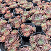 [WHOLESALE] PACK of 10 PLANTS x Sempervivum 'Collage' (w/pup)