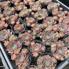 [WHOLESALE] PACK of 10 PLANTS x Sempervivum 'Collage' (w/pup)