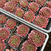 [PACK of 10 PLANTS] x Jovibarba heuffelii 'Inferno'