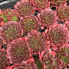 [PACK of 10 PLANTS] x Jovibarba heuffelii 'Inferno'