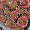 [PACK of 10 PLANTS] x Jovibarba heuffelii 'Inferno'