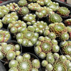 [PACK of 10 PLANTS] x Sempervivum 'Kramer's Spinrad' (w/pup)