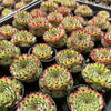 [PACK of 10 PLANTS] x Sempervivum calcareum (w/pup)