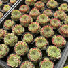 [PACK of 10 PLANTS] x Sempervivum calcareum (w/pup)