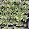 [PACK of 10 PLANTS] x Aeonium 'Lemon-Lime' (aka. A. Starburst)