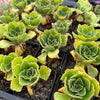 [PACK of 10 PLANTS] x  Aeonium smithii