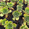 [PACK of 10 PLANTS] x  Aeonium smithii