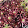 [PACK of 10 PLANTS] x  Aeonium 'Inferno'