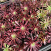 [PACK of 10 PLANTS] x  Aeonium 'Inferno'