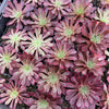 [PACK of 10 PLANTS] x  Aeonium 'Inferno'