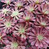 [PACK of 10 PLANTS] x  Aeonium 'Inferno'