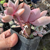 [PACK of 10 PLANTS] x Graptoveria 'Debbie'