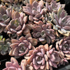 [PACK of 10 PLANTS] x Graptoveria 'Debbie'