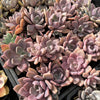 [PACK of 10 PLANTS] x Graptoveria 'Debbie'