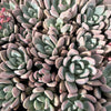[PACK of 10 PLANTS] x Graptoveria 'Opalina'