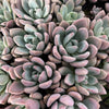 [PACK of 10 PLANTS] x Graptoveria 'Opalina'