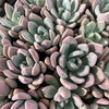 [PACK of 10 PLANTS] x Graptoveria 'Opalina'